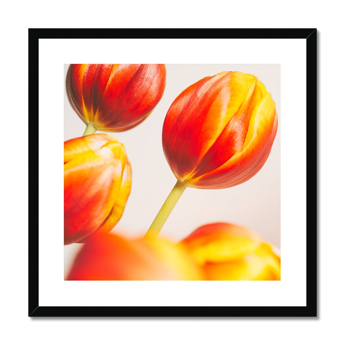 'Table Tulips (no.132)' 2020 Framed & Mounted Print