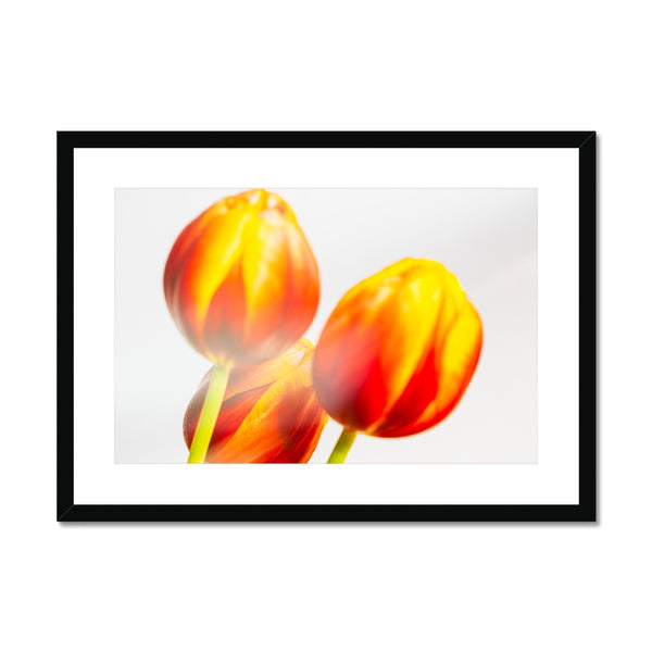 'Table Tulips (no.127)' 2020 Framed & Mounted Print