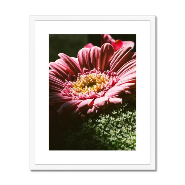 'Pink African Daisy (no.034)' 2016 Framed & Mounted Print