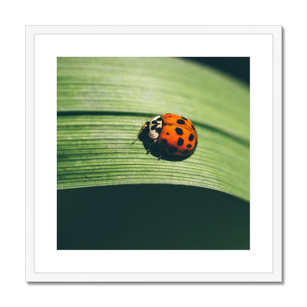 London Ladybird 001 Framed & Mounted Print
