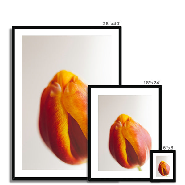 'Table Tulips (no.60)' 2020 Framed & Mounted Print