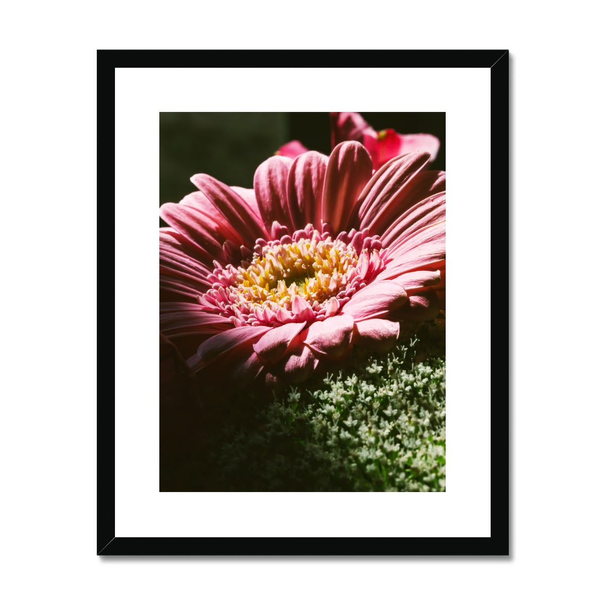 'Pink African Daisy (no.034)' 2016 Framed & Mounted Print