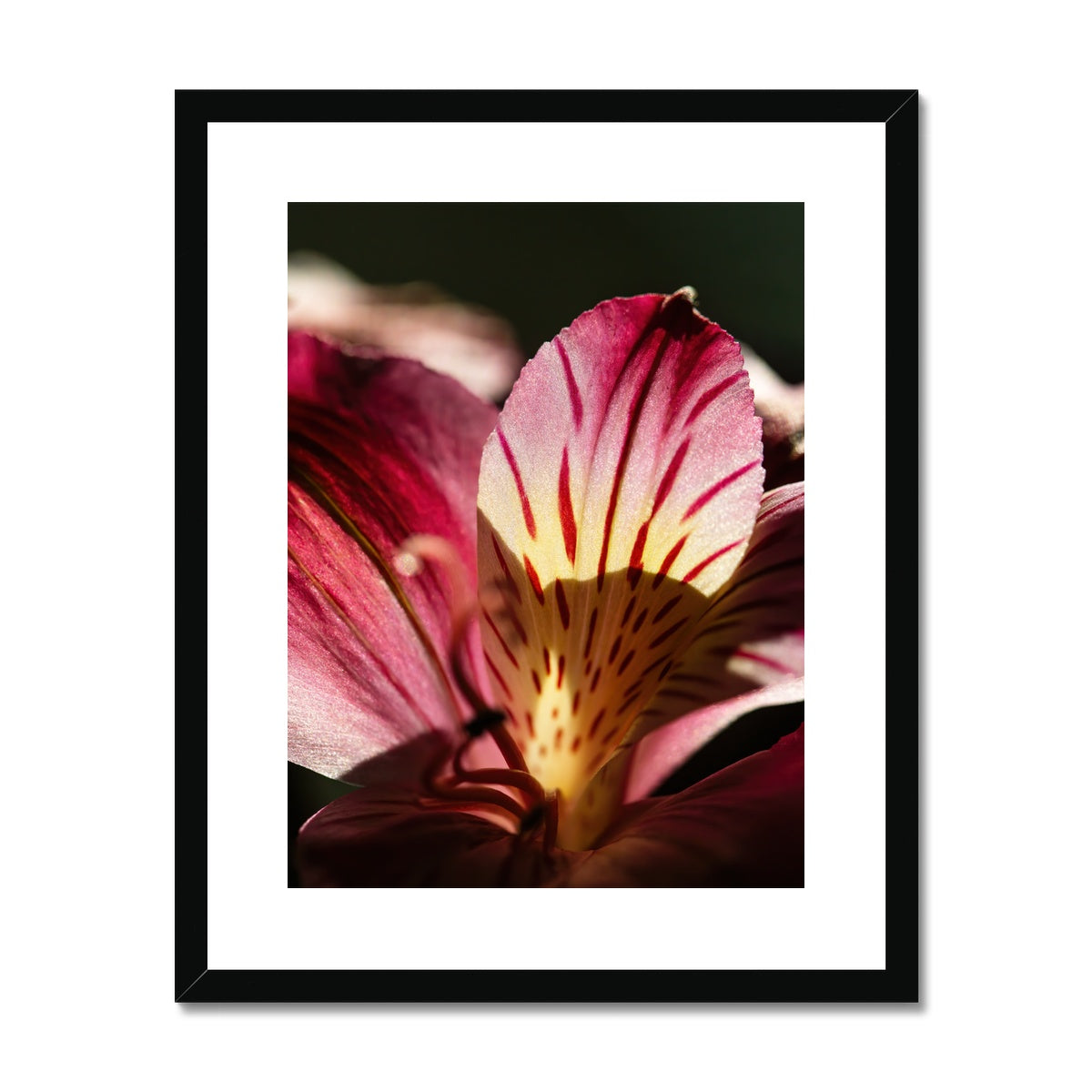 'Pink Peruvian Lily (no.029)' 2016 Framed & Mounted Print