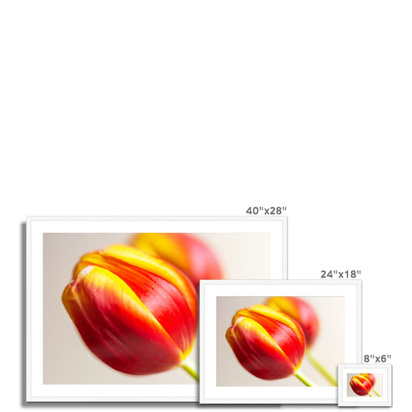 'Table Tulips (no.058' 2020 Framed & Mounted Print