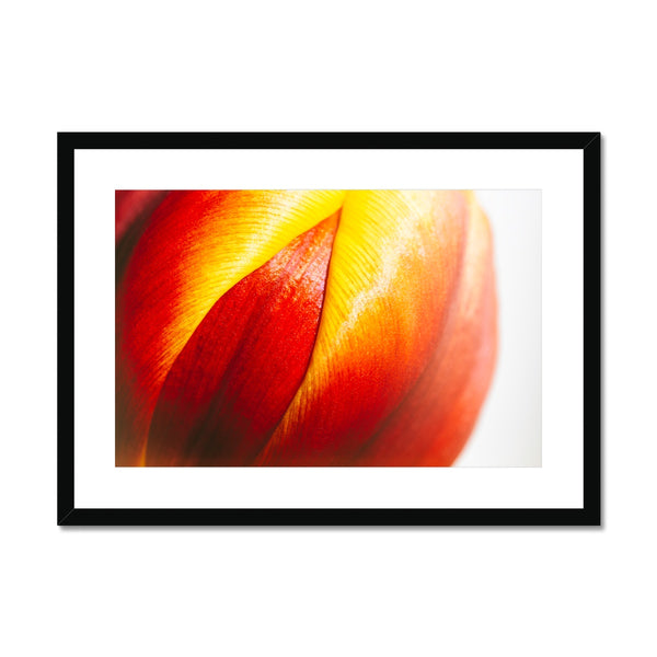 'Table Tulips (no.093)' 2020 Framed & Mounted Print