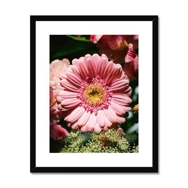 'Pink African Daisy (no.042)' 2016 Framed & Mounted Print