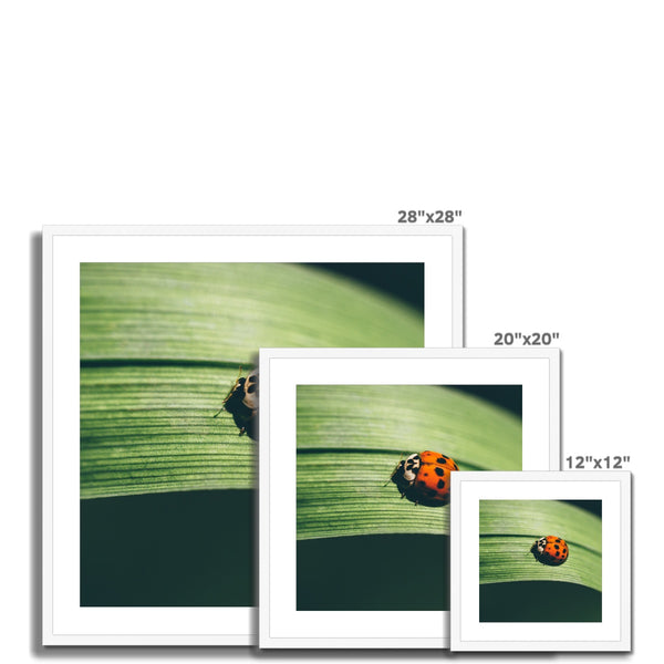 London Ladybird 001 Framed & Mounted Print