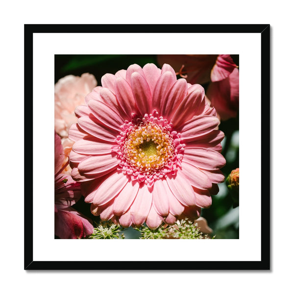 'Pink African Daisy (no.042)' 2016 Framed & Mounted Print