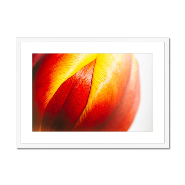 'Table Tulips (no.093)' 2020 Framed & Mounted Print