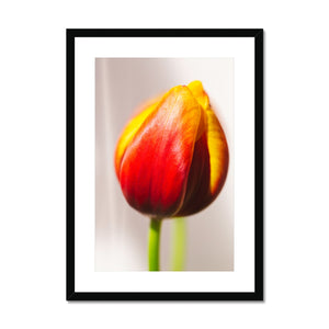 'Table Tulips (no.101)' 2020 Framed & Mounted Print